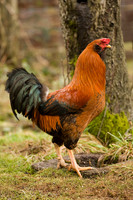ROOSTERS008