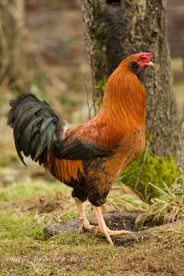 ROOSTERS008