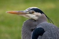 BLUE HERON-5