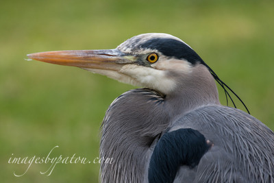 BLUE HERON-5