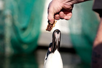 SWAN003