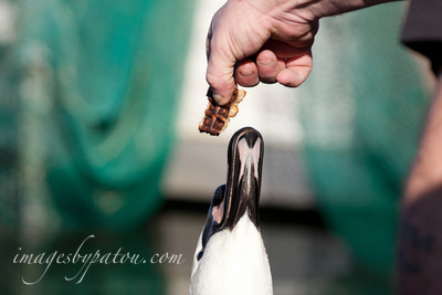 SWAN003