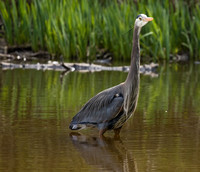 BLUE HERON-2