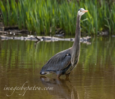 BLUE HERON-2