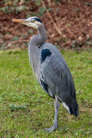 BLUE HERON-6