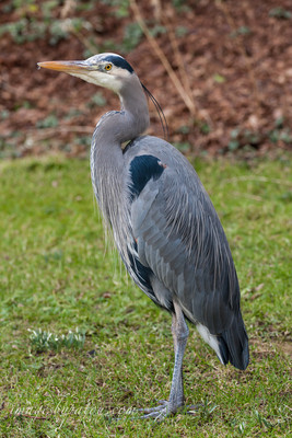 BLUE HERON-6