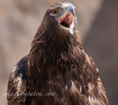 GOLDEN EAGLE_8128