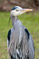 BLUE HERON-7