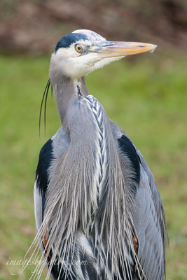 BLUE HERON-7