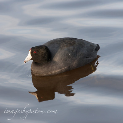 Black duck