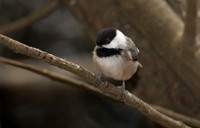 Little bird