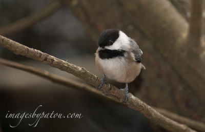 Little bird