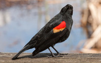 black bird with red wings