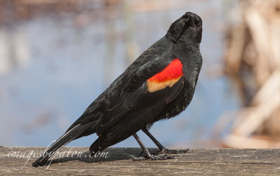 black bird with red wings