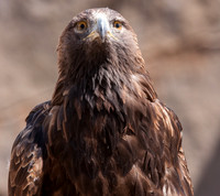 GOLDEN EAGLE_8121