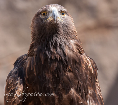 GOLDEN EAGLE_8121