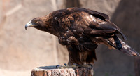 GOLDEN EAGLE_8096