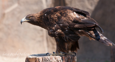 GOLDEN EAGLE_8096