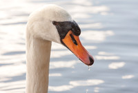 Swan-14