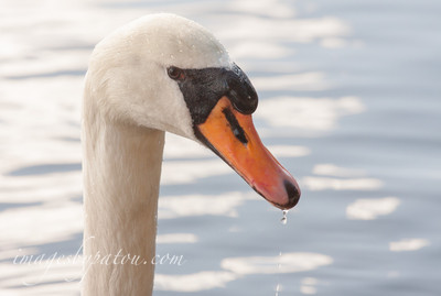 Swan-14