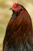 ROOSTERS004(B)