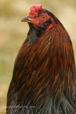 ROOSTERS004(B)