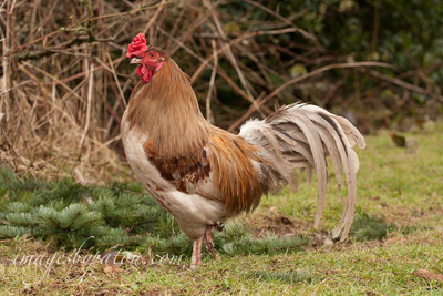 ROOSTERS010