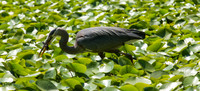 BLUE HERON-3