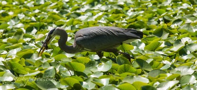 BLUE HERON-3