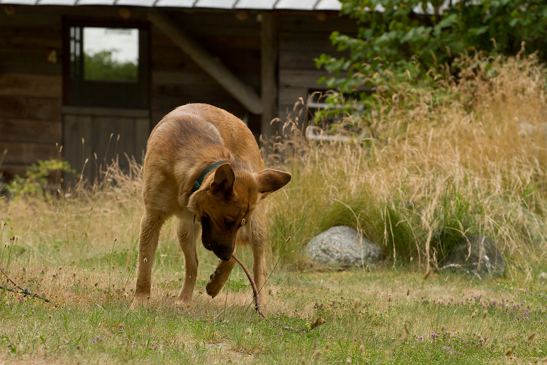 Frankie_dog-1498
