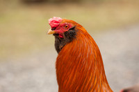 ROOSTERS017