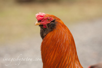 ROOSTERS017