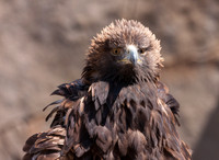 GOLDEN EAGLE_8117