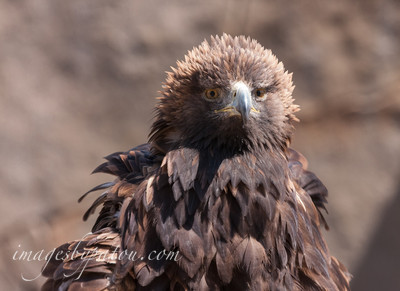 GOLDEN EAGLE_8117