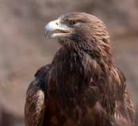 GOLDEN EAGLE-8120