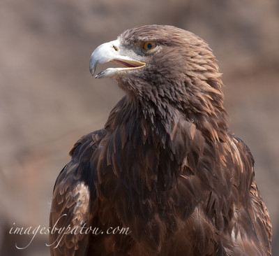GOLDEN EAGLE-8120