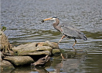 BLUE HERON-1