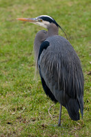 BLUE HERON-4