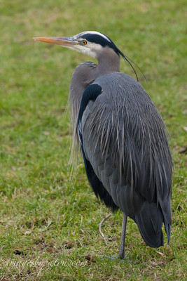 BLUE HERON-4